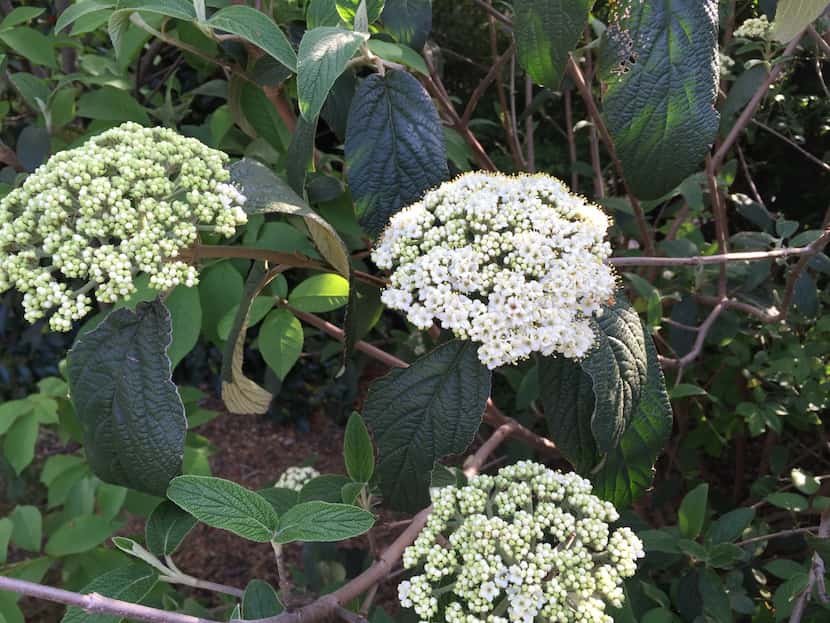 Leatherleaf or rough-leaf viburnum is another good choice and doesn’t have the name...