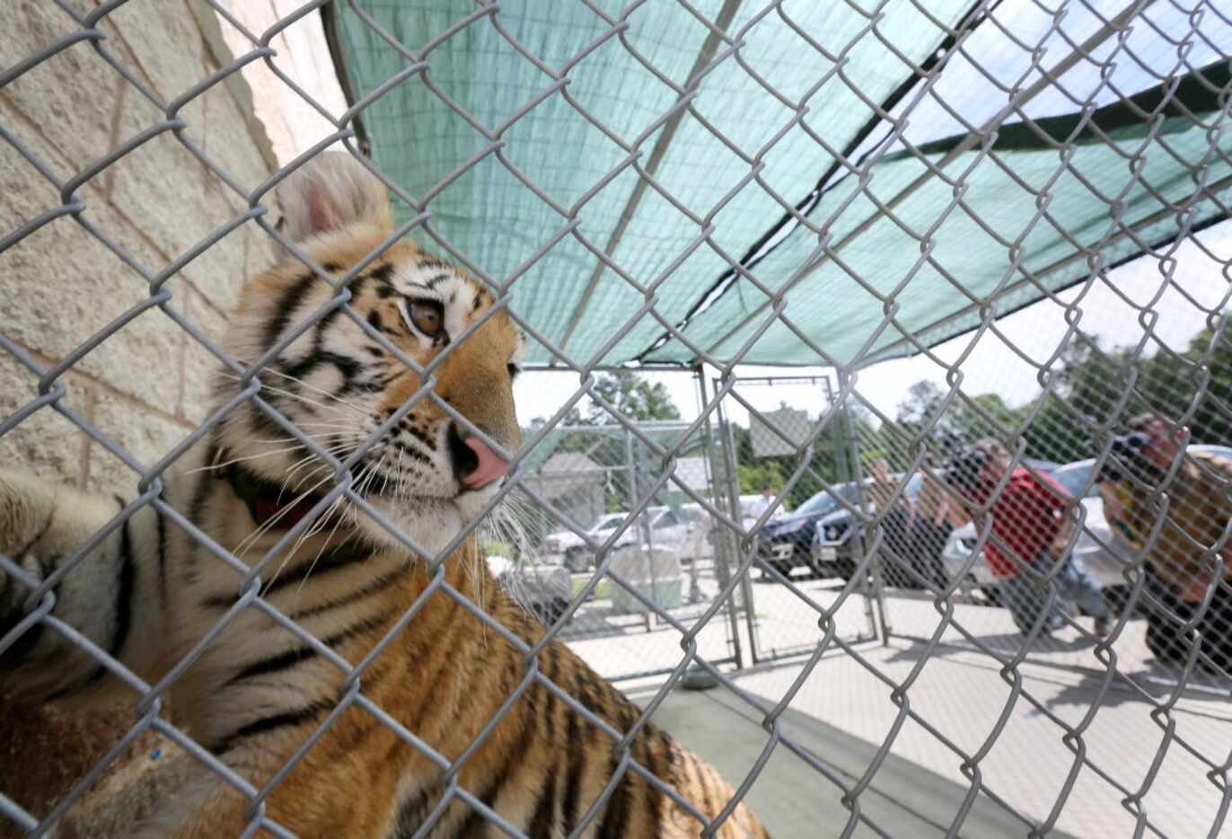A young female tiger, looks out of a cage at the City of Conroe Animal Shelter Thursday,...