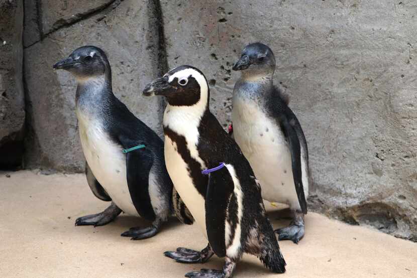 Althea and her two unnamed foster penguin chicks at their habitat at the Dallas Zoo.