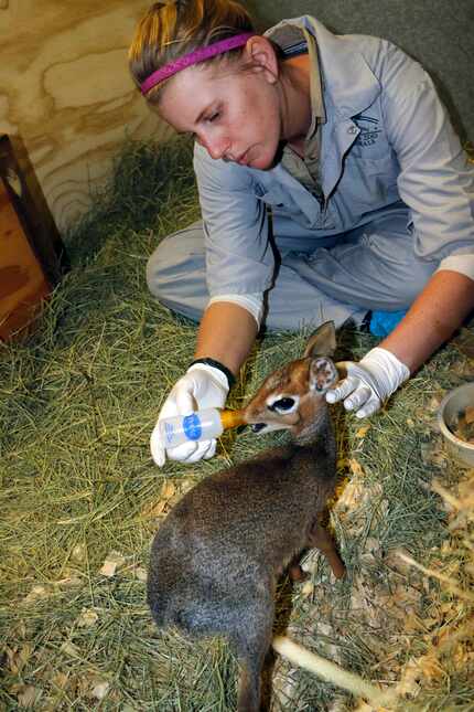 Keeper Christine Stephan feeds Dasher the dik-dik at the Dallas Zoo in 2016.