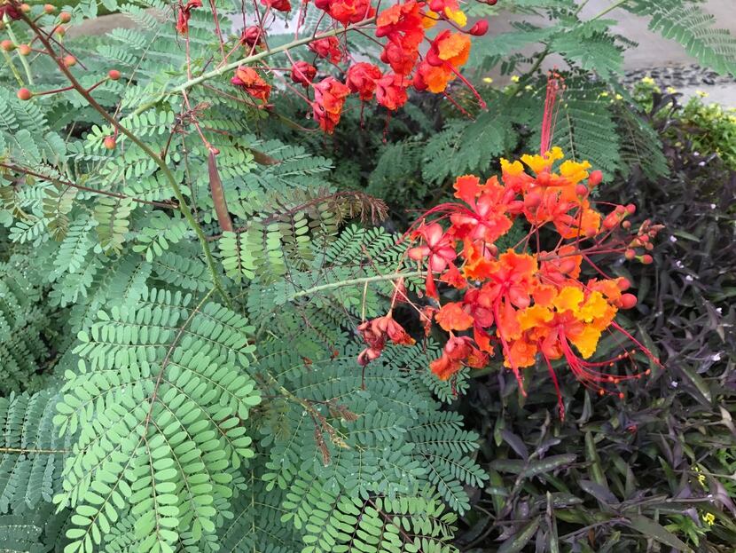 The pride of Barbados (Caesalpinia pulcherrima) has foliage with a delicate and lacy texture.  