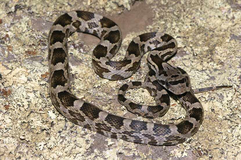 A young Texas rat snake. The Texas rat snake is fairly common in the Dallas-Fort Worth area....