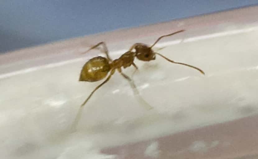A crazy ant is seen at the University of Texas. Crazy ants, an imported pestilence that...