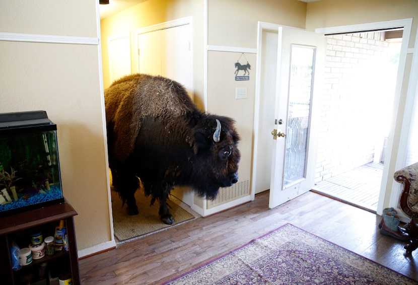 Bullet walks through the hallway of her owner Karen Schoeve's home in Argyle, Texas on...