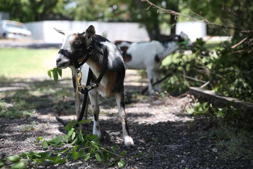 Pygmy goats Camo (front) and Snickers graze the lawn of Stephanie Fouquette's mother's home...