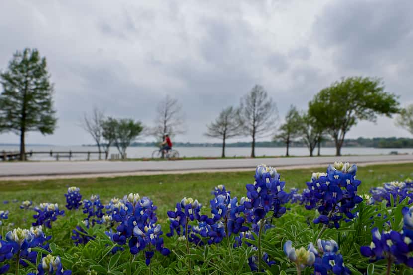 Bluebonnets are seen near White Rock Lake in Dallas.