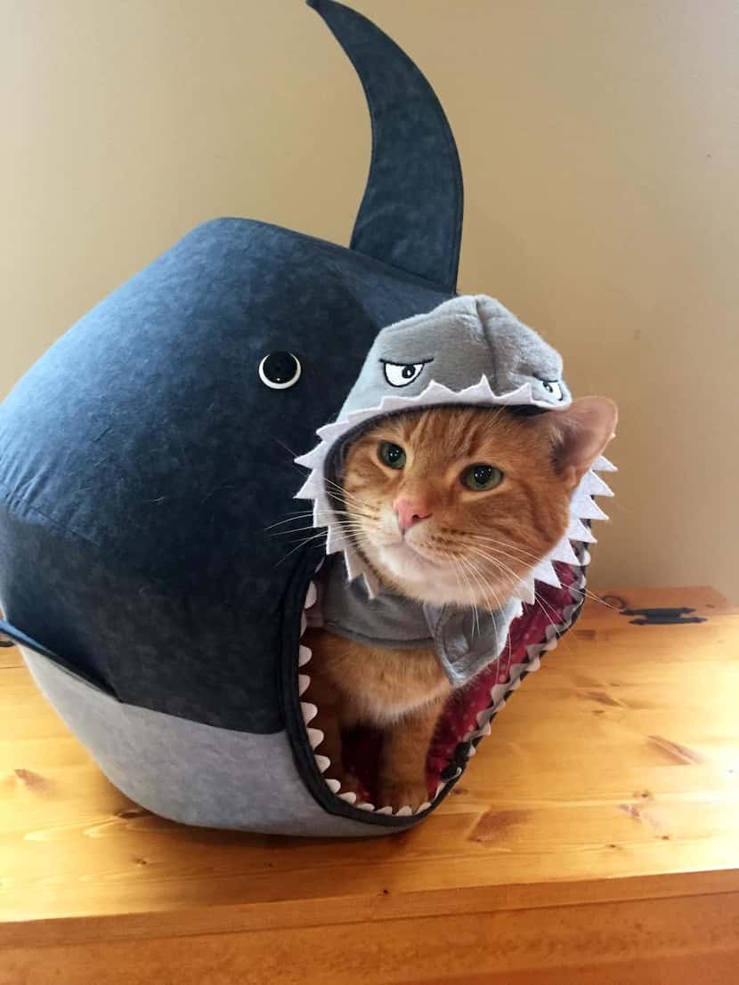 
The hexagonal, all-cotton Great White Shark Cat Ball Kitty Bed goes for $99.

