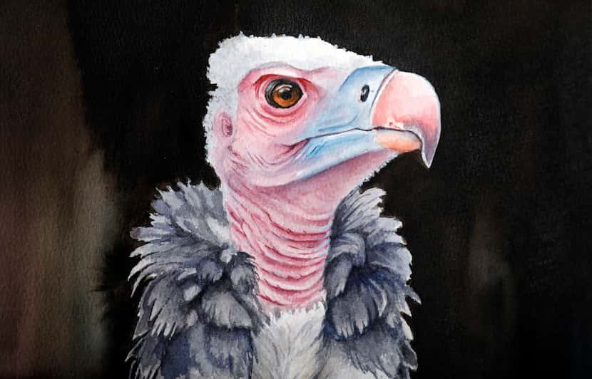 A detail of Arlington artist Sterling Markum's watercolor of the late Pin, the endangered...
