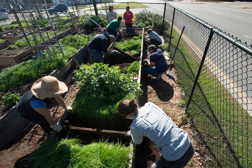 Eight members of the Deep Ellum community work to repair one of the raised beds at Deep...