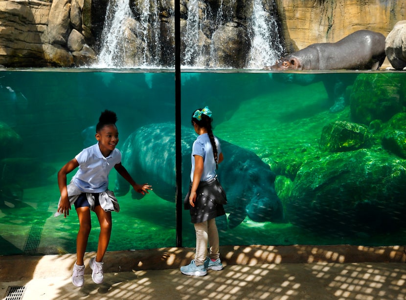 Fourth graders are excited to see the hippopotamus swimming in their new tank as part of the...