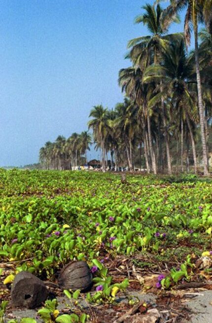 Coconut palms line Playa Tizupa, just north of Caleta de Campos on Highway 200 along the...