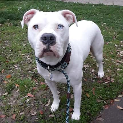 Carlos, a 6-year-old American bulldog mix, was euthanized by Dallas Animal Services on June 28.