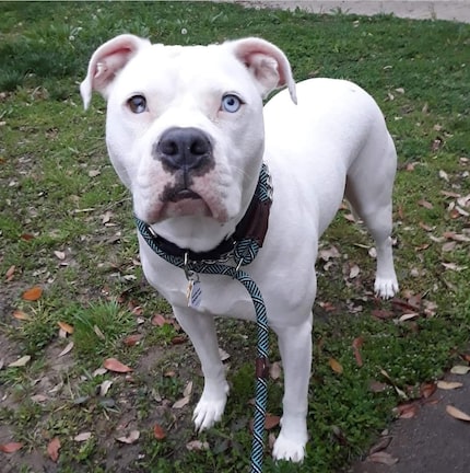 Carlos, a 6-year-old American bulldog mix, was euthanized by Dallas Animal Services on June 28.