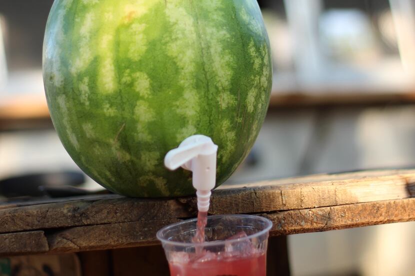 'Watermelon kegs' filled with a margarita-like tequila cocktail will be for sale for $75...
