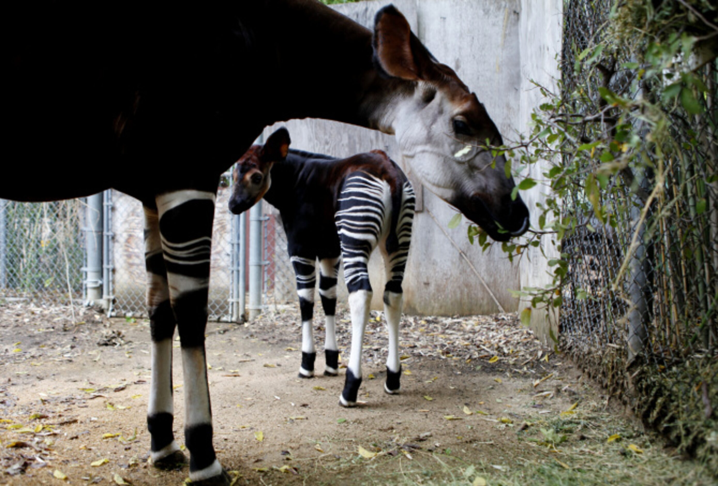 bronx zoo okapi