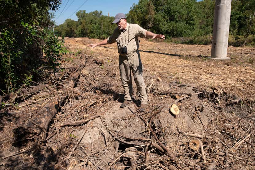 Environmental activist Kelly Cotten shows where an Oncor contractor destroyed a beaver dam...