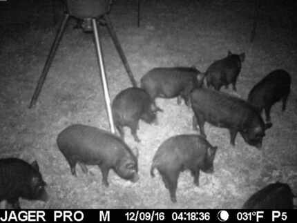 Trapped feral hogs in a photograph provided by the city of Dallas.

The city has had some...
