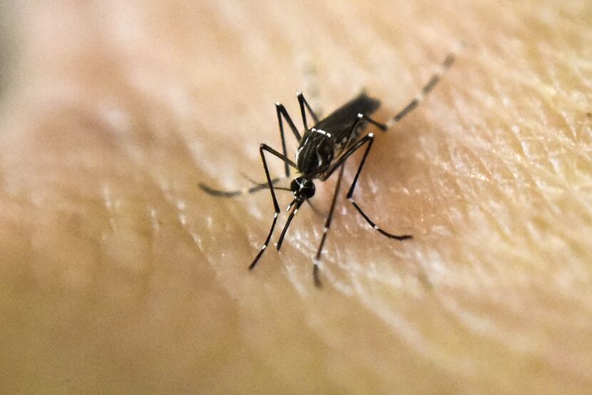The Aedes aegypti mosquito can spread the Zika virus. Some experts fear that mosquitoes on...