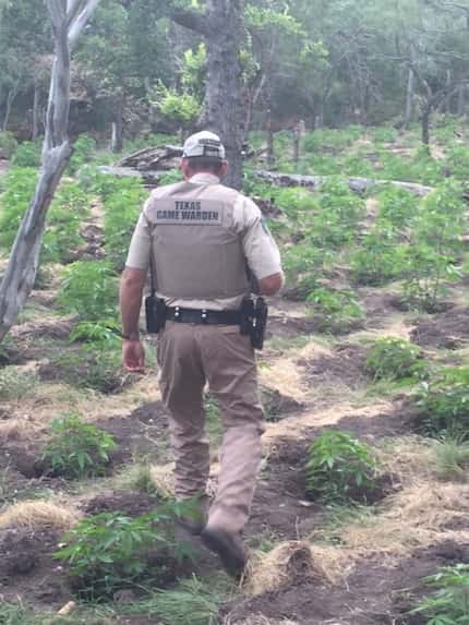 Texas Game Wardens initially found the large-scale marijuana-grow operation during an aerial...