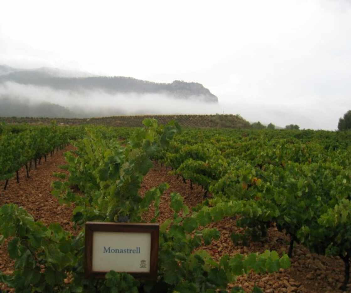 Monastrell grapevines in Jumilla.