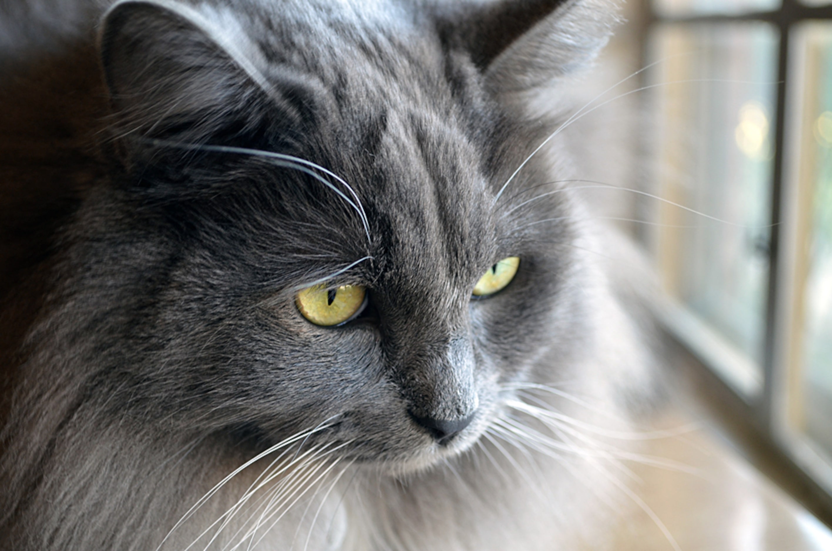 Patti Haskins' cat, Jessie "watching the birds." 