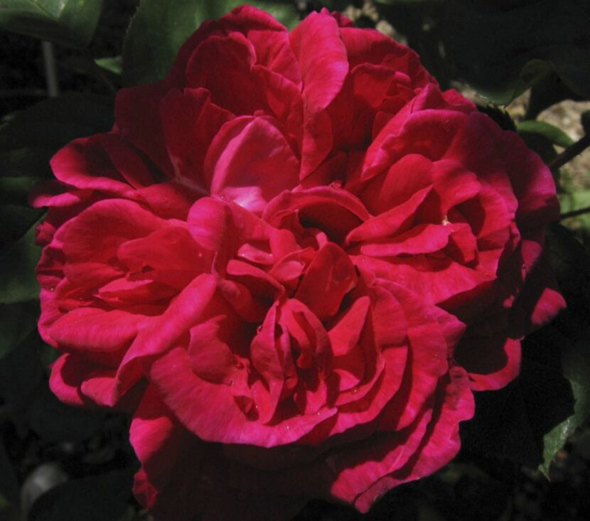 Introduced in 1868, the large, globular blooms of 'Maurice Lepelletier' are dark red.
