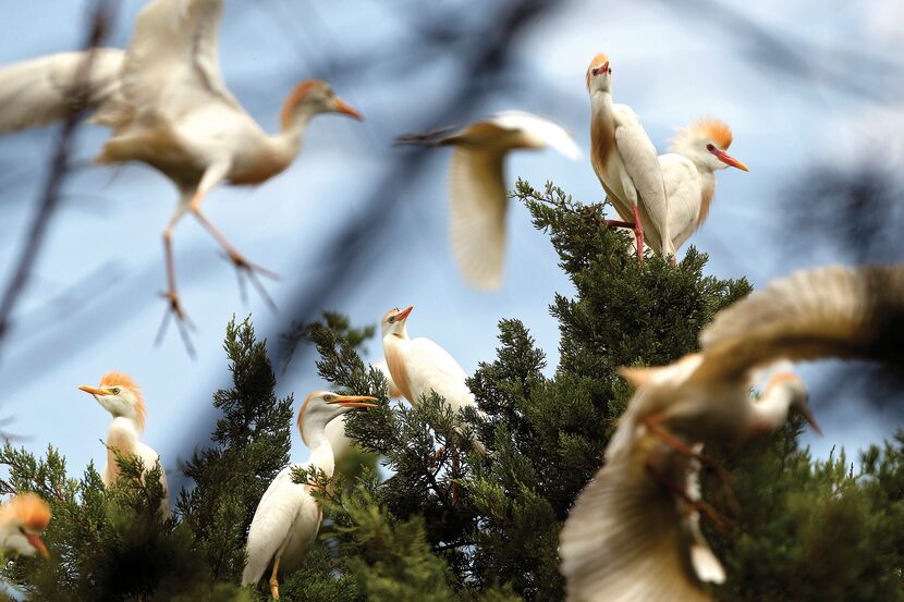 Cattle egrets nested at Wintergreen Road and Clark Road in Cedar Hill on June 14.