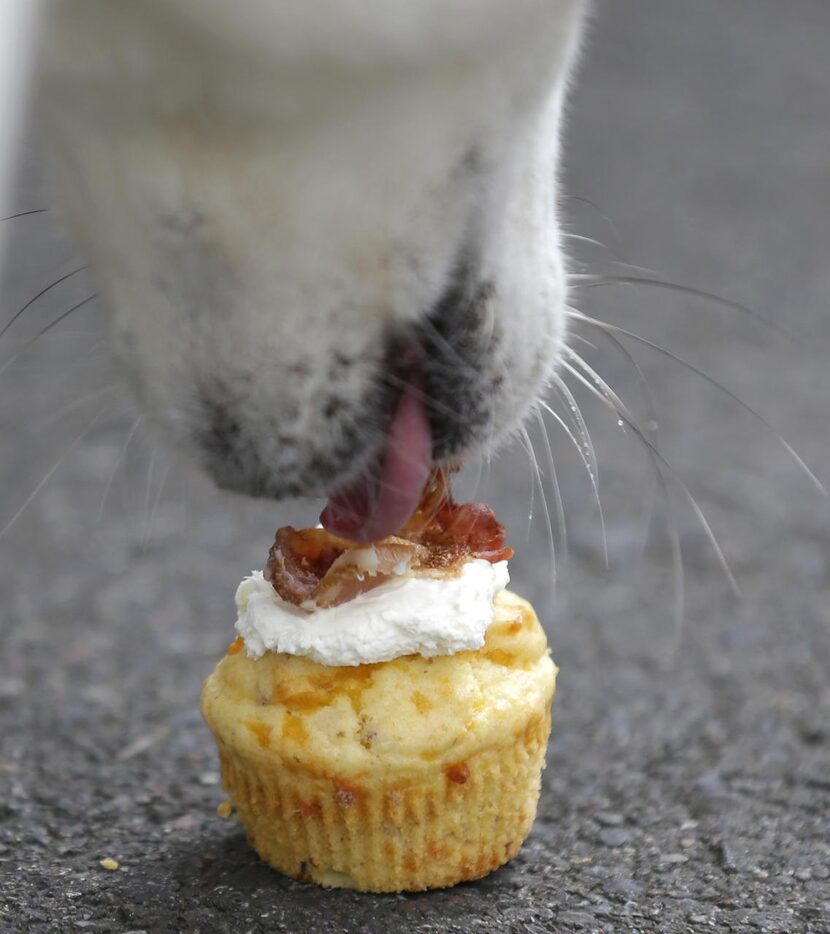 
A dog enjoys a “bacon pupcake.”
