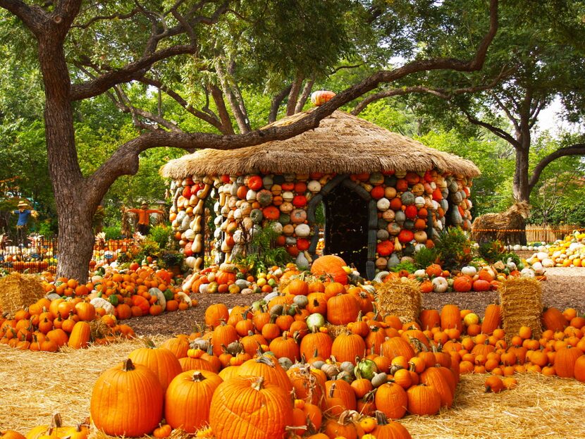 Otoño en el Dallas Arboretum. Foto DMN
