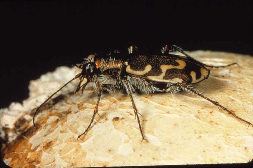 Tiger beetle adults and larvae eat many plant-eating insects, with ants being a favorite meal.