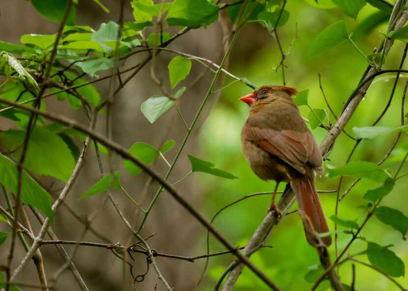 A Northern cardinal perched on a branch at Goat Island Preserve in southern Dallas County.