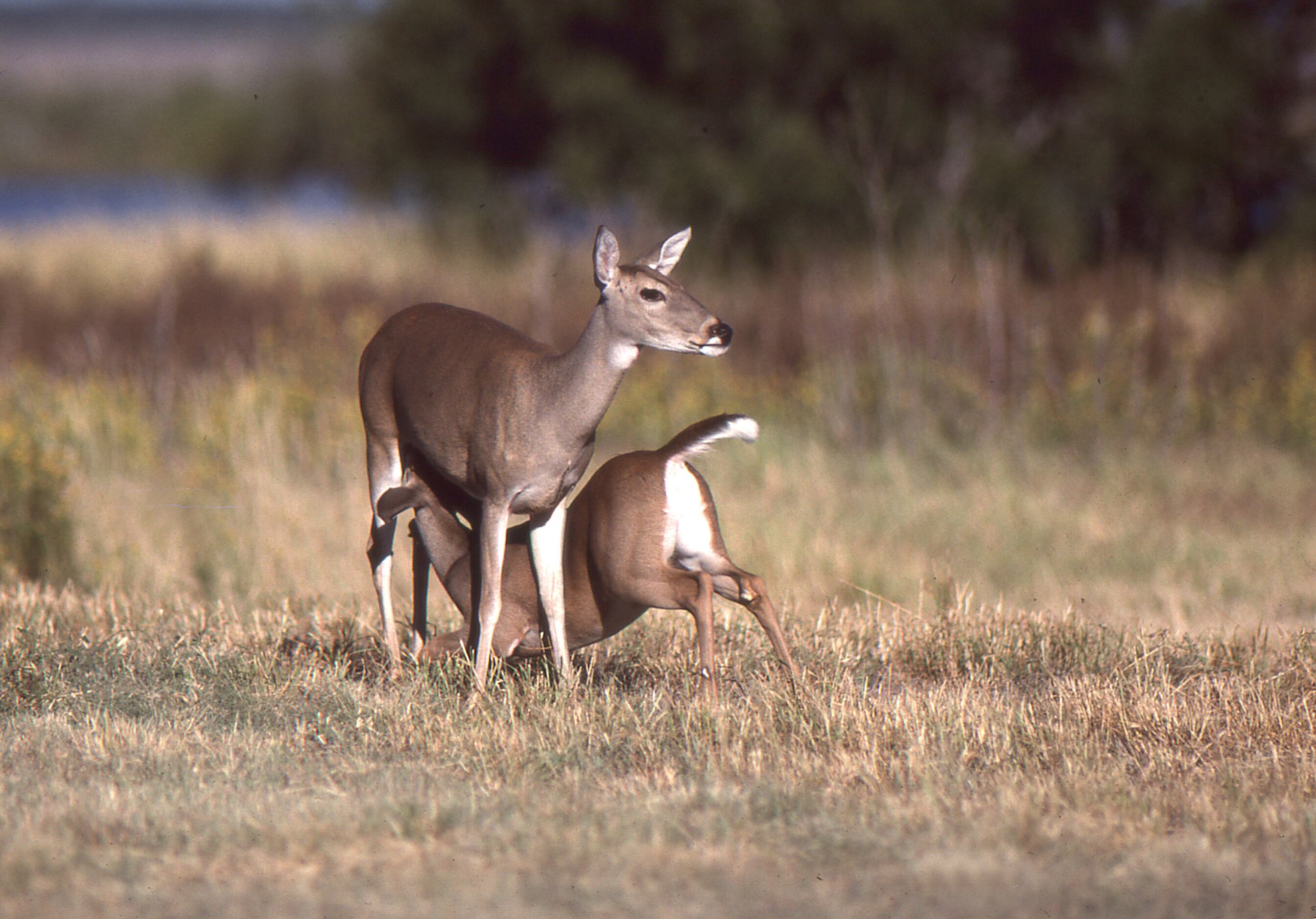 NFL Dallas Cowboys Special Fall And Winter Bow Hunting