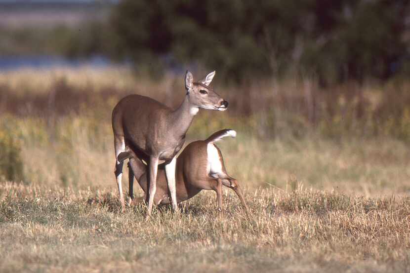 Fawn production and recruitment is expected to be well above average this year possibly as...