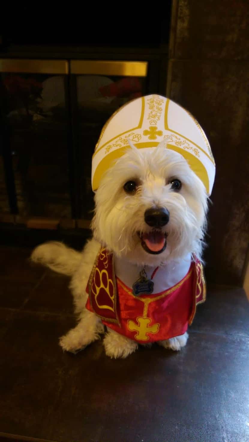 Hi, I'm Chase, I'm a five year old Bichon. I think I'm holier than Pope Francis...well,...