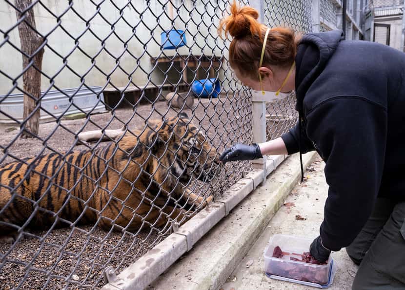 Senior zoologist Stephanie Dosch uses a special meat treat to persuade Manis to take a nasal...