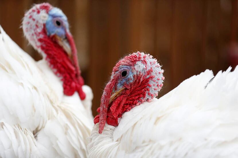 Turkeys at Bonton Farm-Works