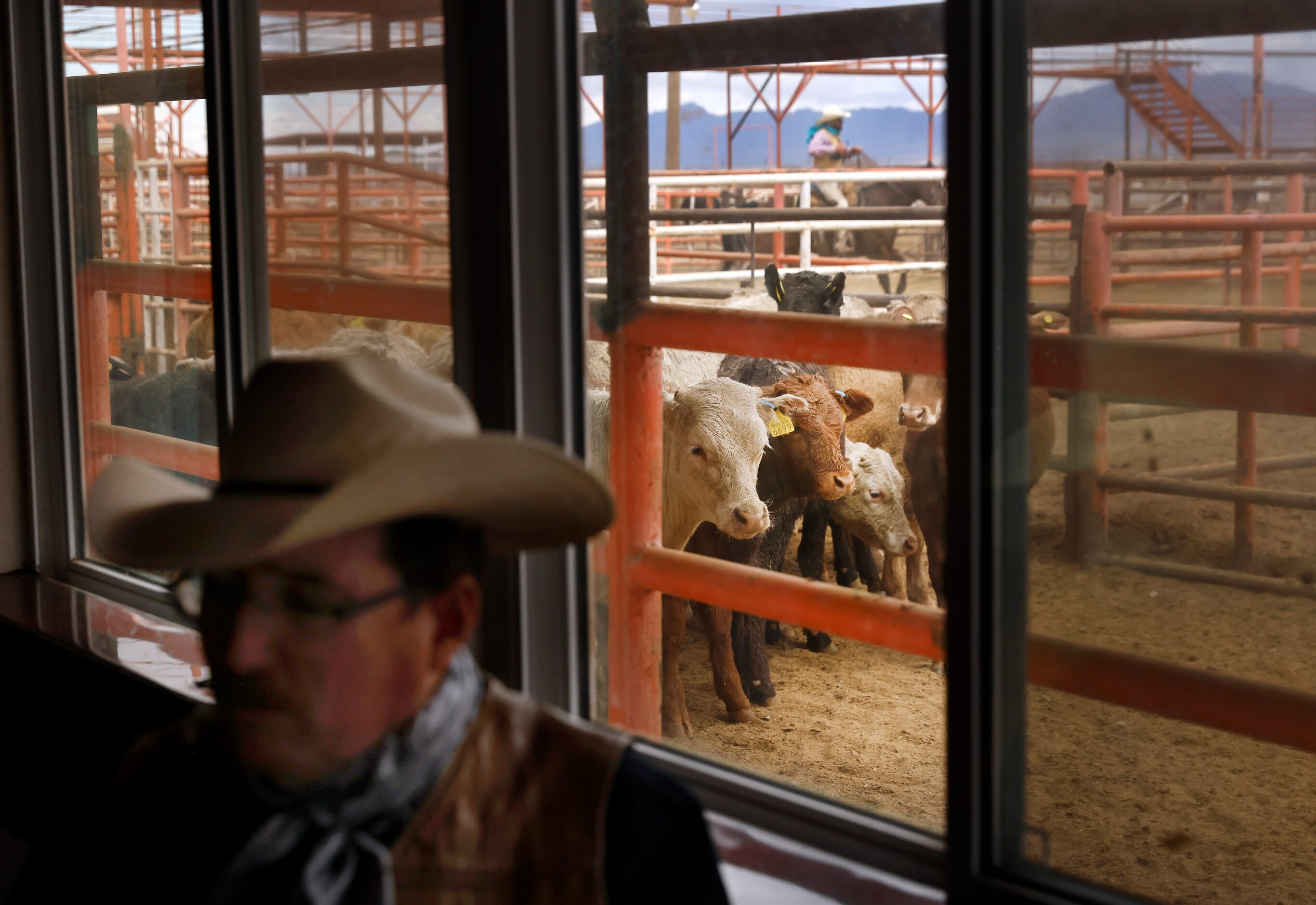 A lot of Mexican feeder cattle peer through the window where Director Daniel M. Manzanares...