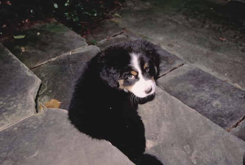 Bernese mountain dog, Tully, was the culprit in brown grass.