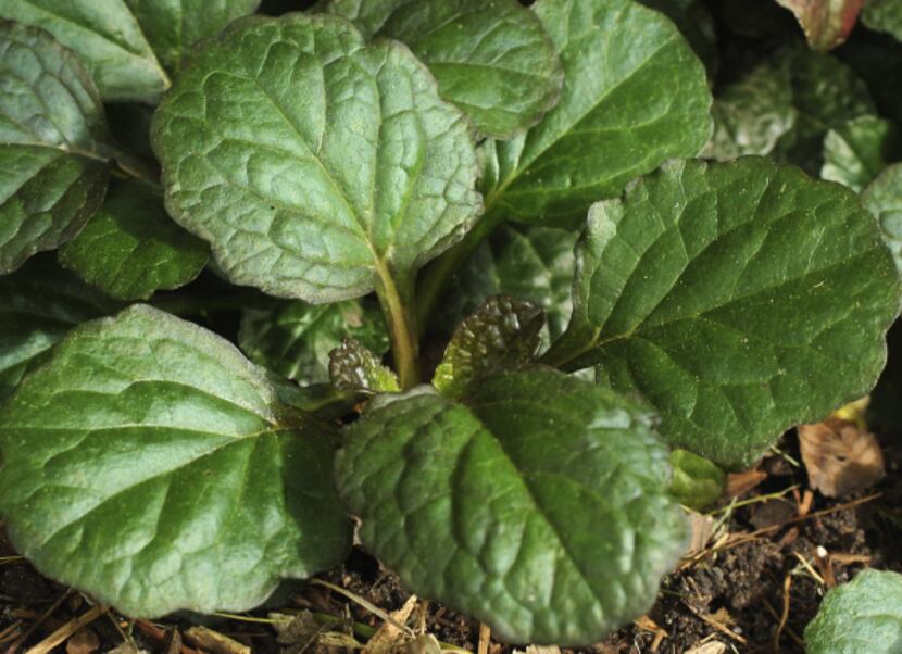 The ajuga plant is prolific, speading via long runners, and has been hybridized to provide...