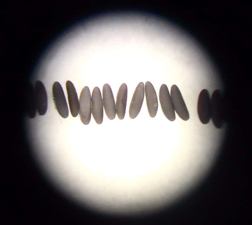 Mosquito eggs seen through a microscope. Oxitec photo