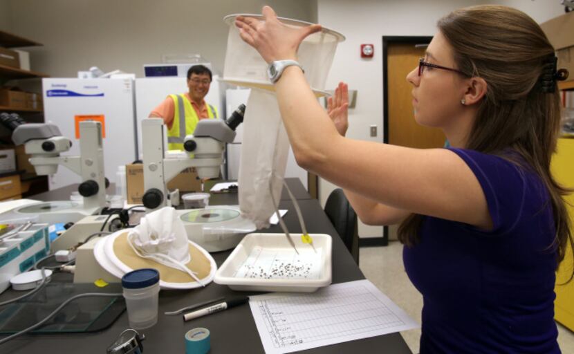 UNT graduate student Julie Tsecouras extracts mosquitoes from a trap as Dr. Joon-Hak Lee...
