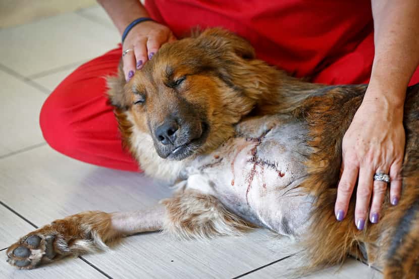 Kelly Lindstrom, a vet technician and animal cruelty investigator, reassures a sleepy Lt....