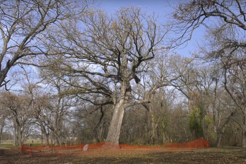 Plano's  bur oak tree in Bob Woodruff Park South is estimated to be more than 400 years old....