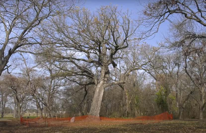 Plano's quadricentennial bur oak tree in Bob Woodruff Park South is 400 years old. The tree...