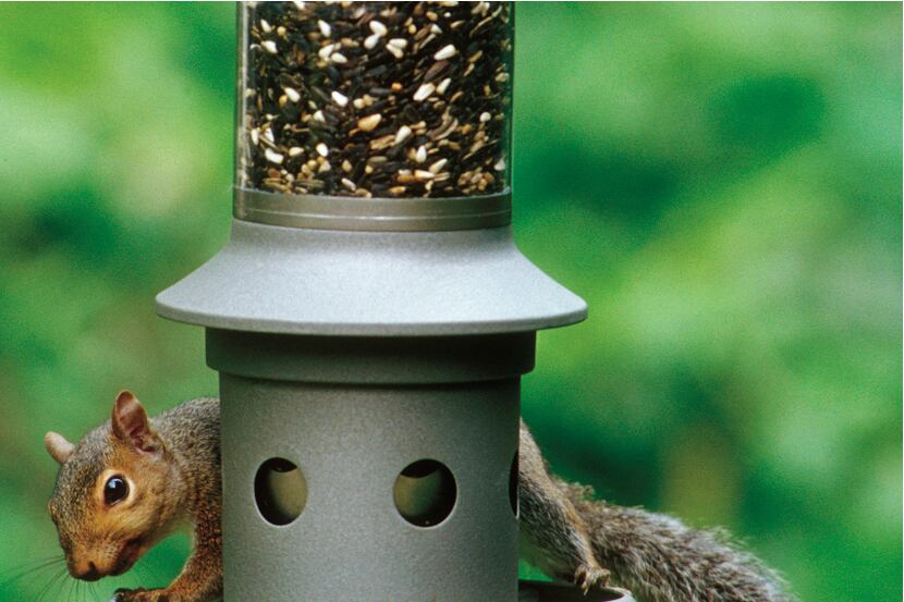 This photo provided by Wild Birds Unlimited shows a squirrel attempting to eat bird seed on...