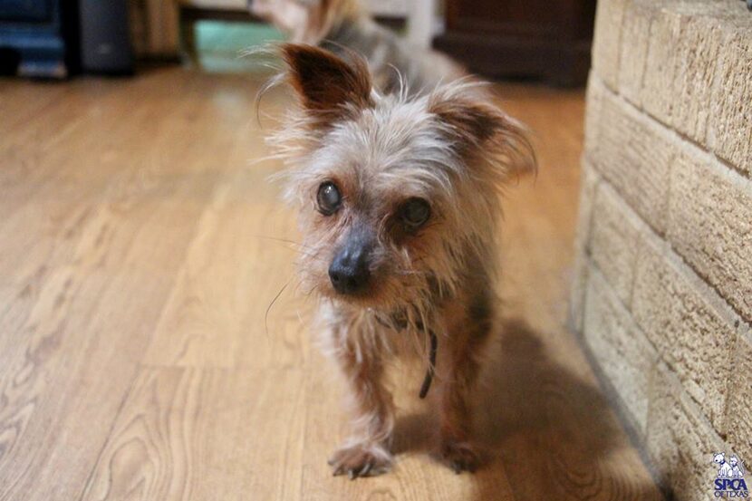  This blind Yorkie was found wandering through the house.