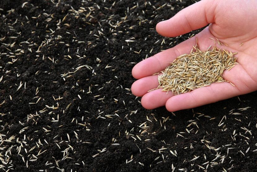 
Spread grass seed in the fall so seeds will germinate.
