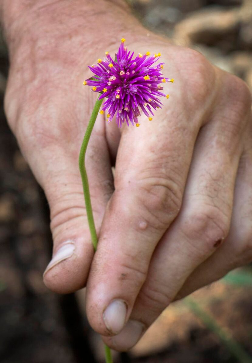 
For gardeners who want as quick an answer as possible, social media — namely Facebook — is...