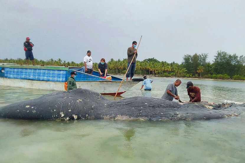 En esta fotografía sin fecha se muestran investigadores mientras recogen muestras del...