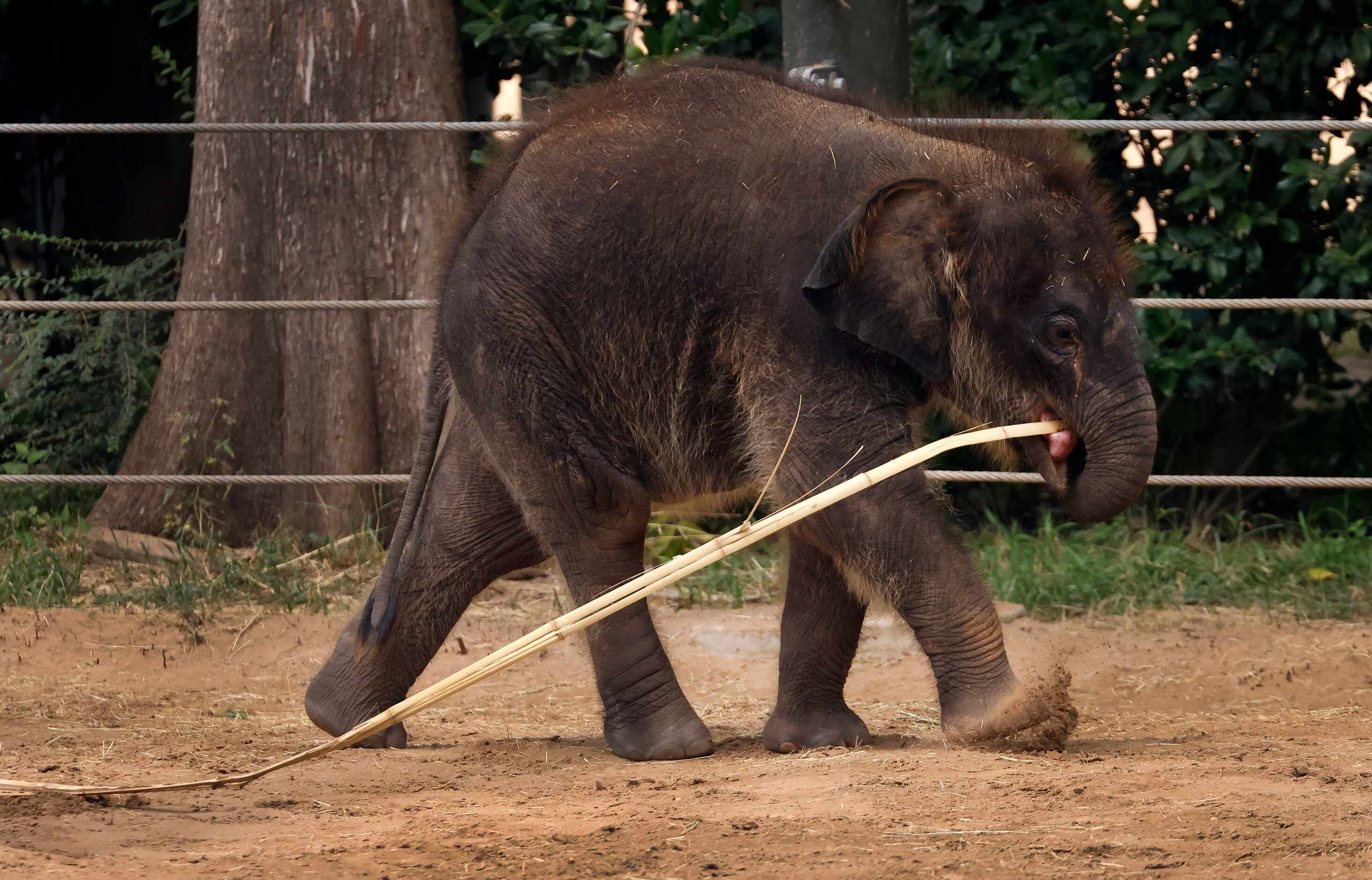 Travis, a baby Asian elephant, grips and drags a long piece of bamboo in the Elephant...
